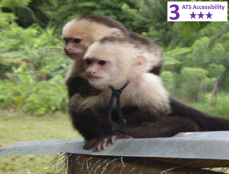 Private Accessible 4 hour Roatan Shore Excursion